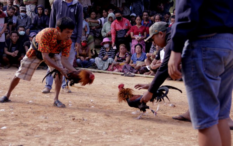 Khái niệm và nguồn gốc của đá gà mạng trực tiếp 